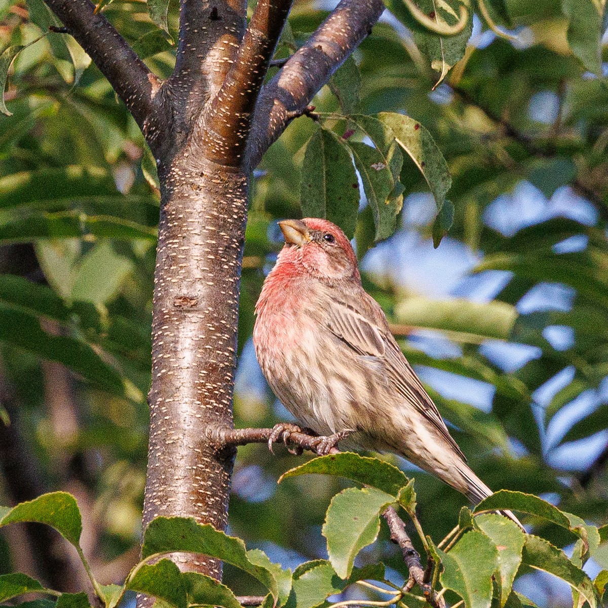 House Finch - ML485633401