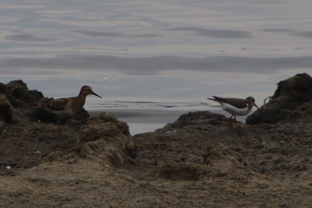 Spotted Sandpiper - ML485635161