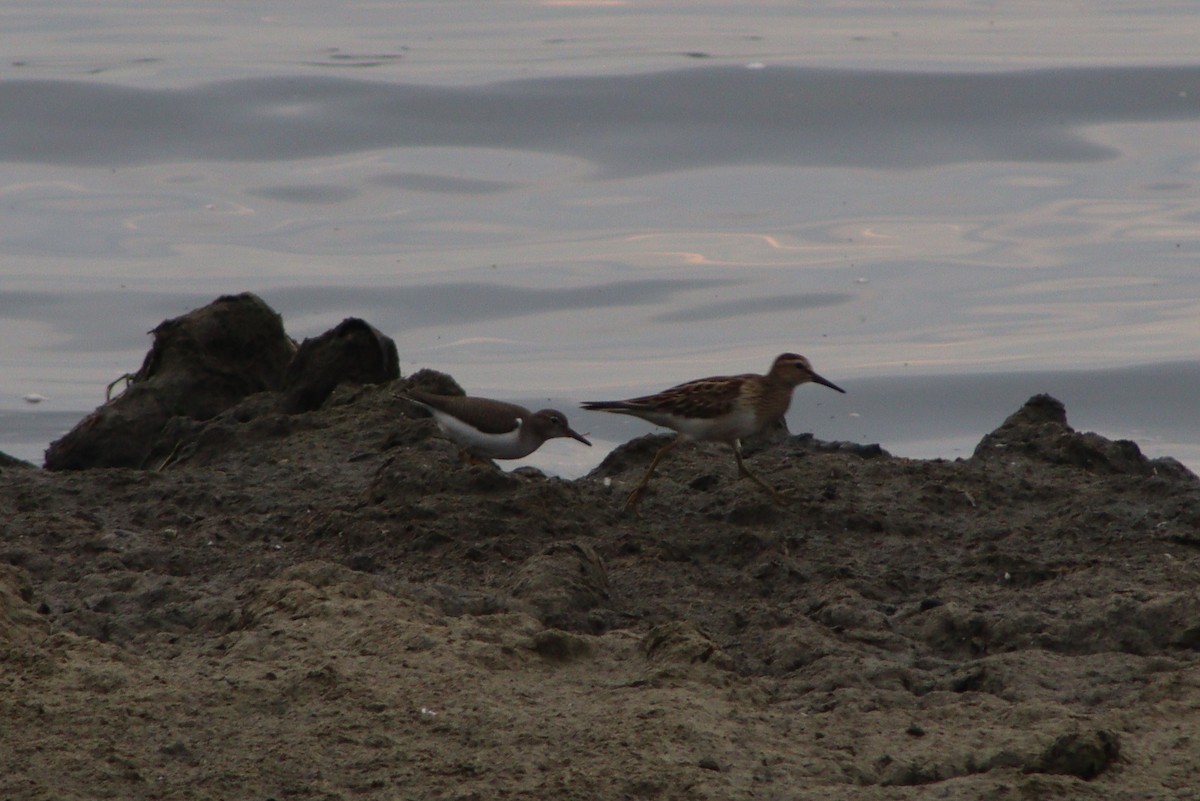 Spotted Sandpiper - ML485635261