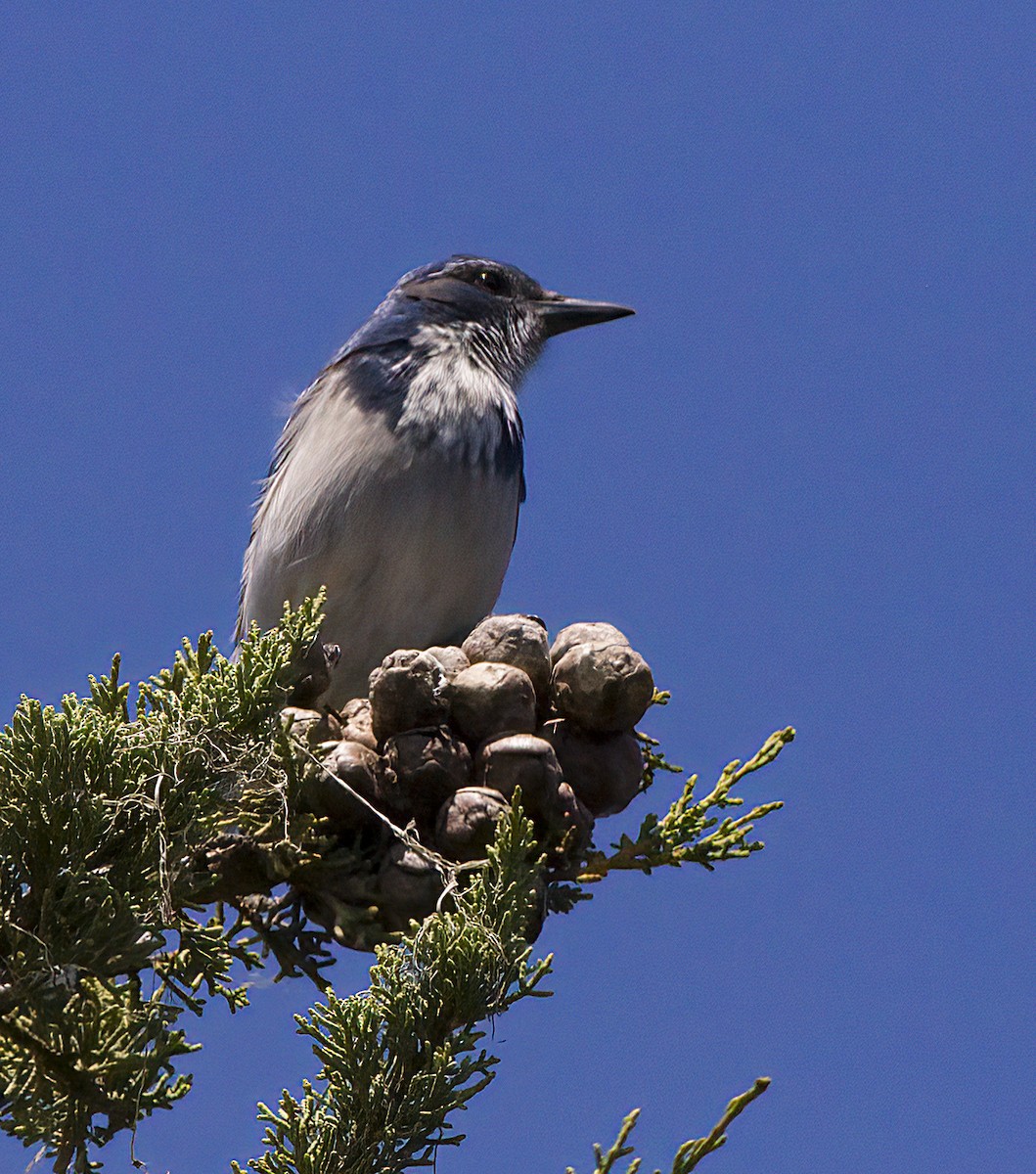 California Scrub-Jay - ML485636141