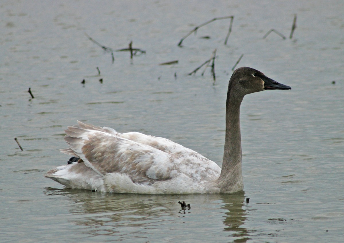 Trumpeter Swan - ML48563631