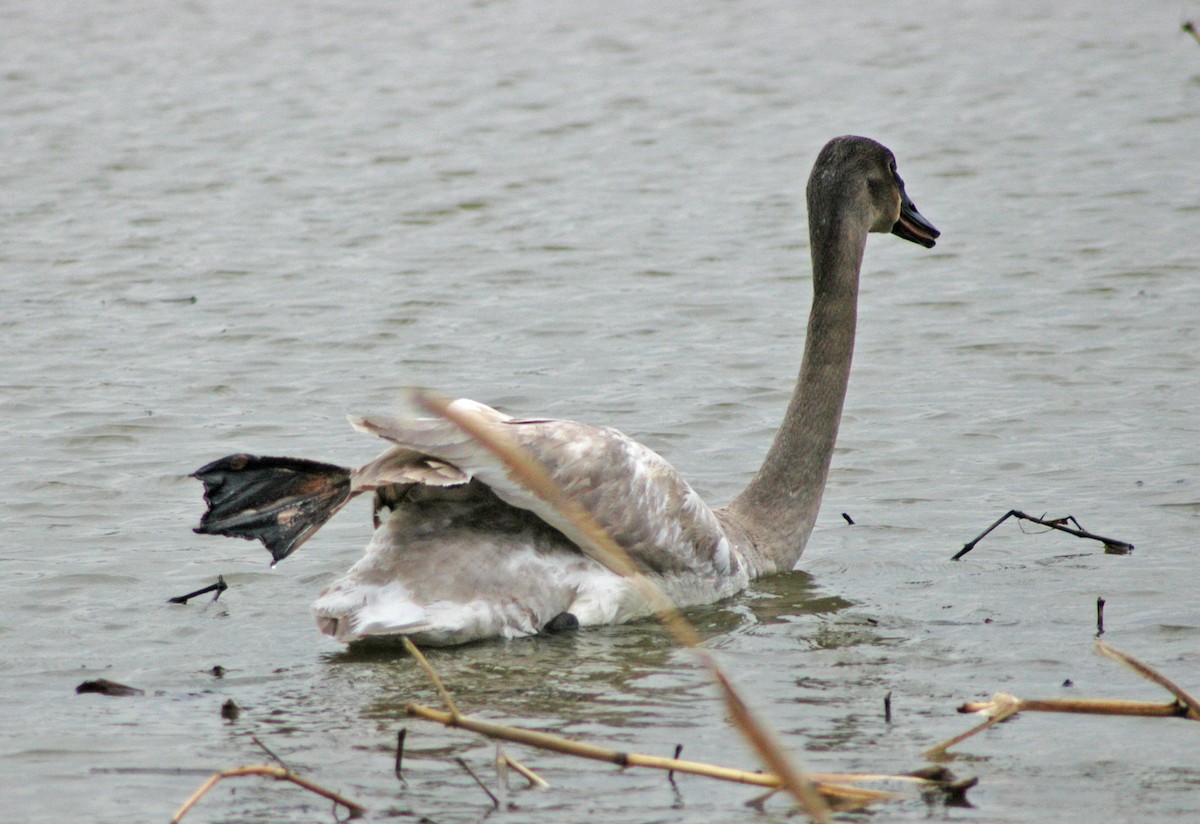 Trumpeter Swan - ML48563641