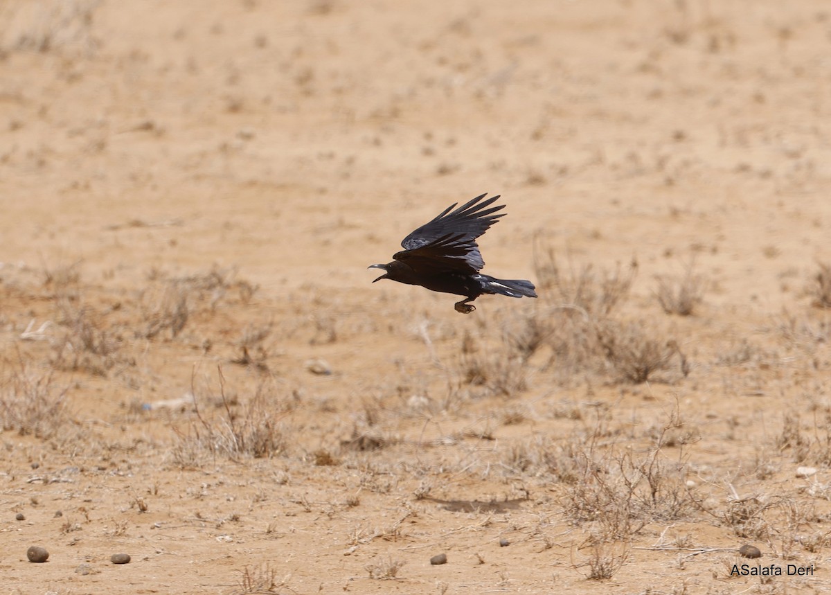 Somali Crow - ML485636441
