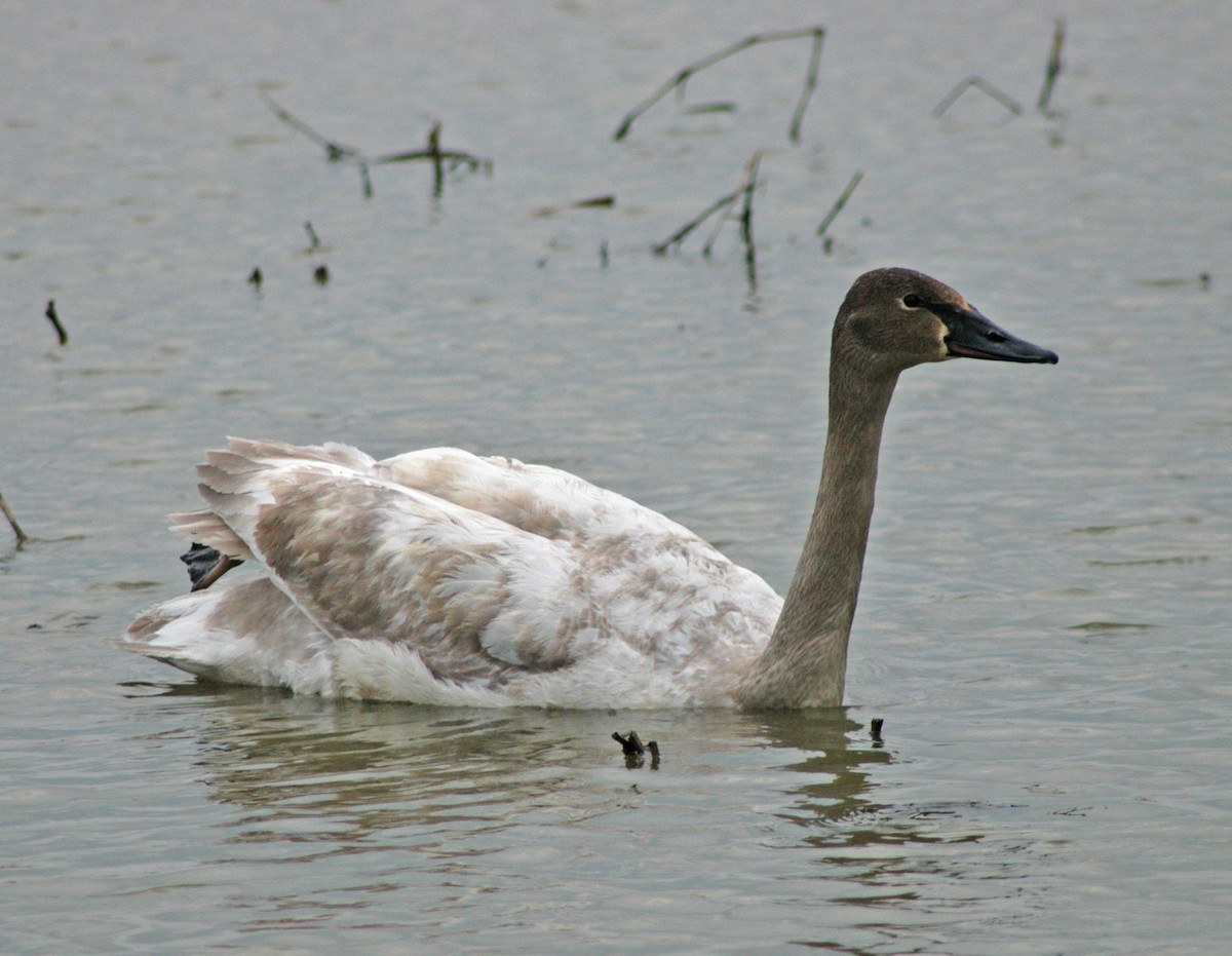 Trumpeter Swan - ML48563651