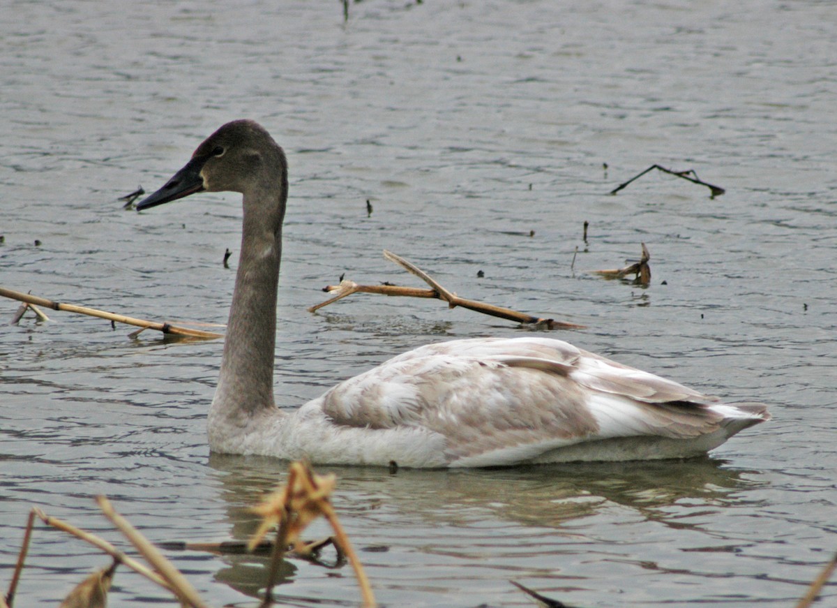 Trumpeter Swan - ML48563671