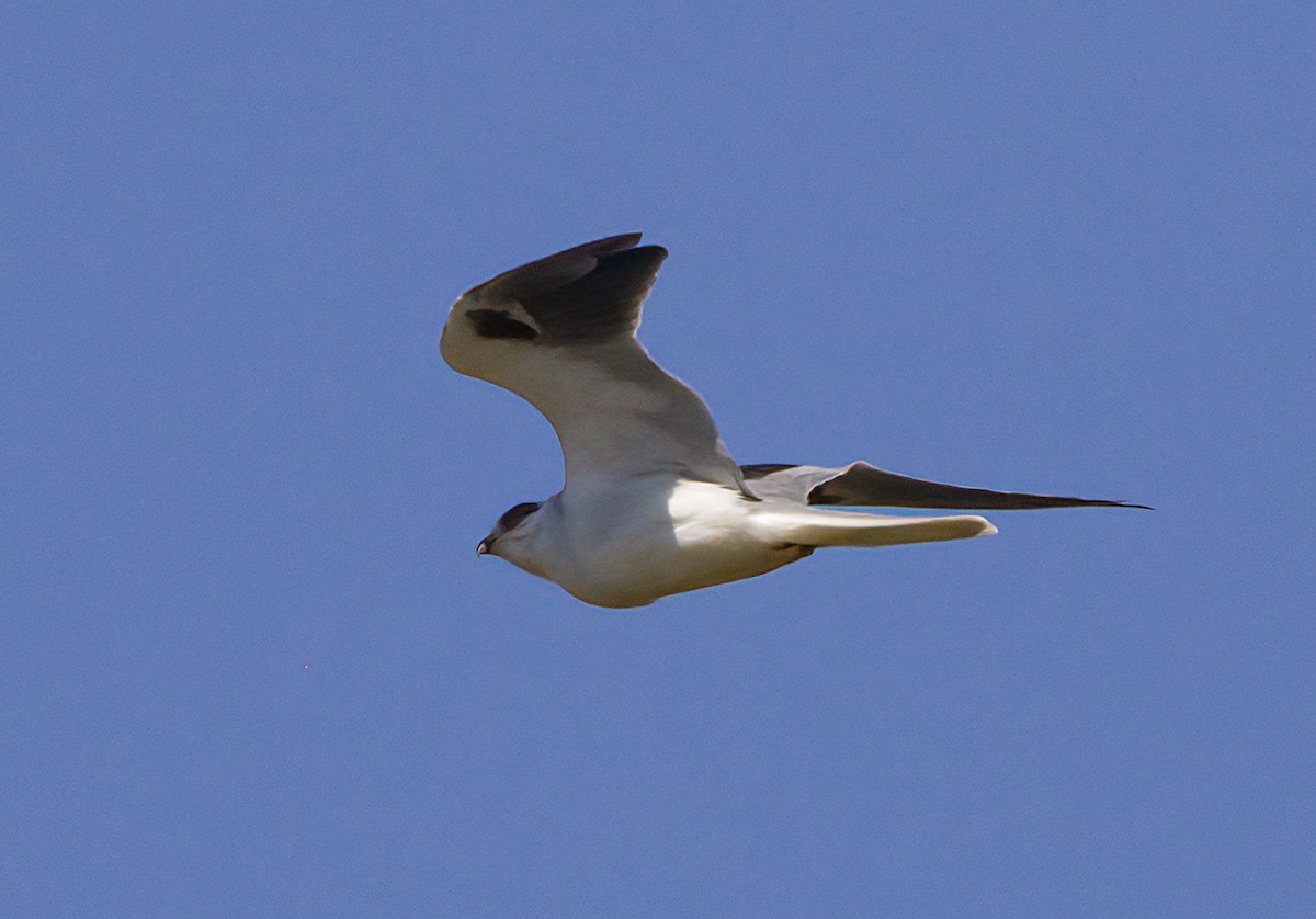 White-tailed Kite - ML485637021