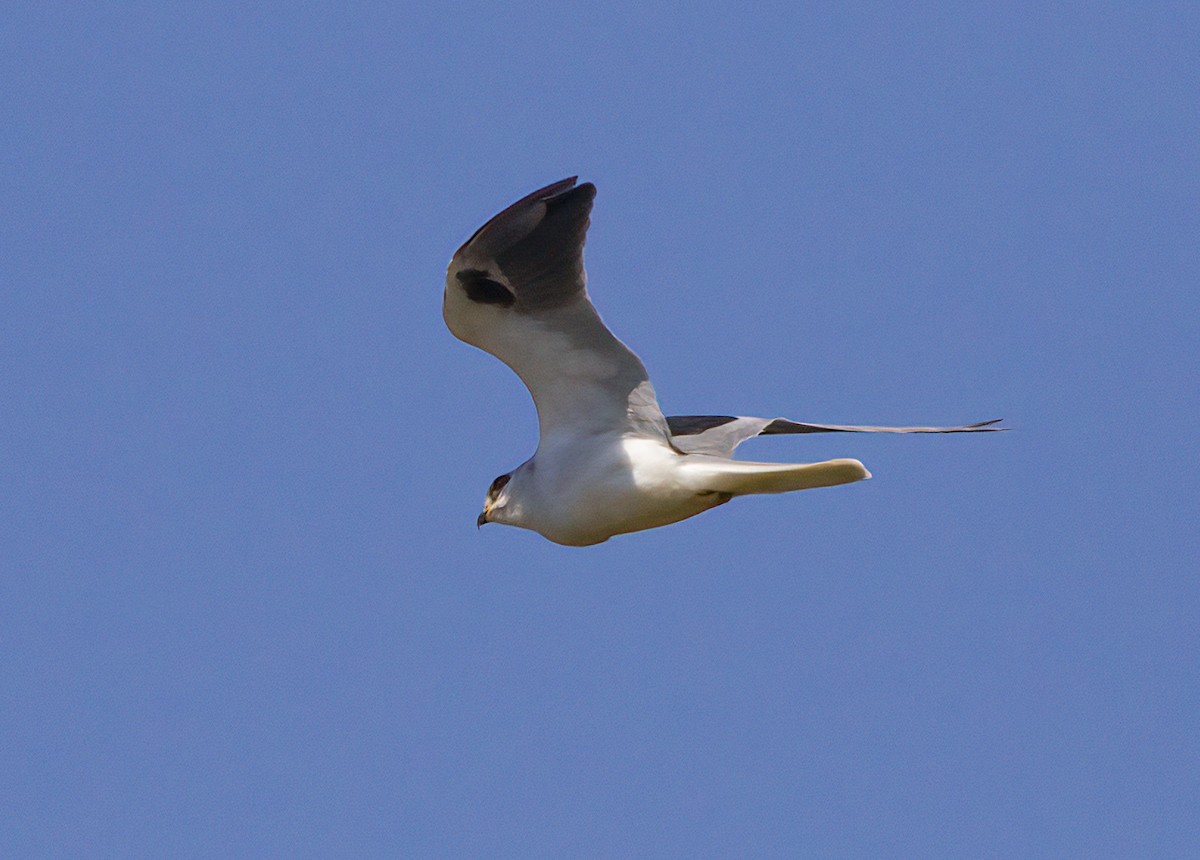 White-tailed Kite - ML485637081