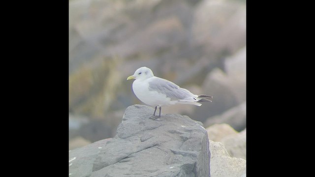 Mouette tridactyle - ML485637771