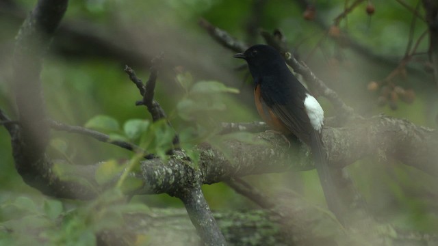 White-rumped Shama (White-rumped) - ML485640