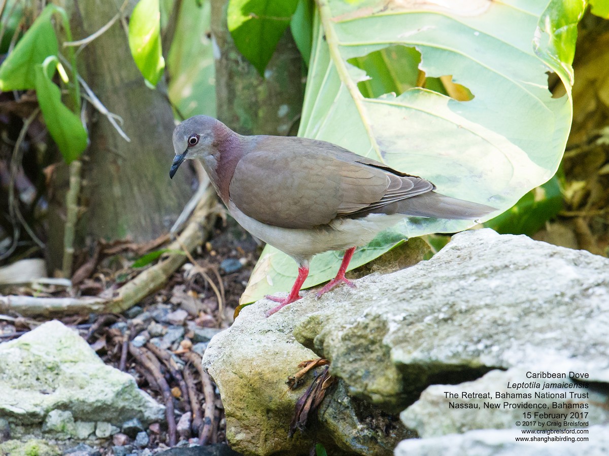 Ямайская голубка - ML48564041