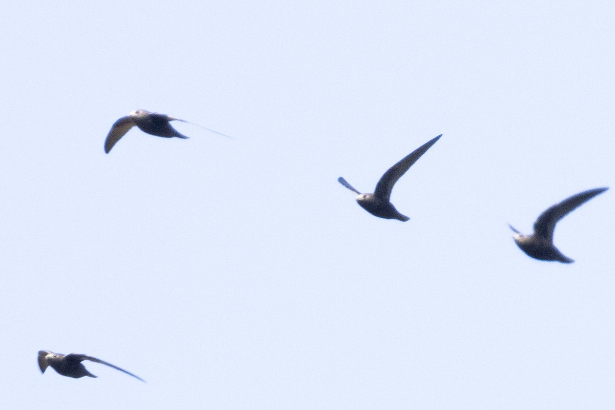 Great Dusky Swift - ML485642011