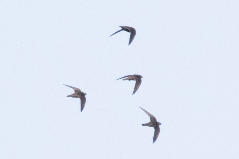 Great Dusky Swift - ML485642101