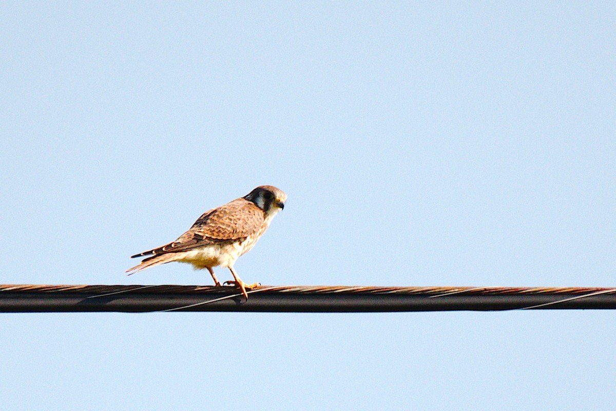 American Kestrel - ML485642171