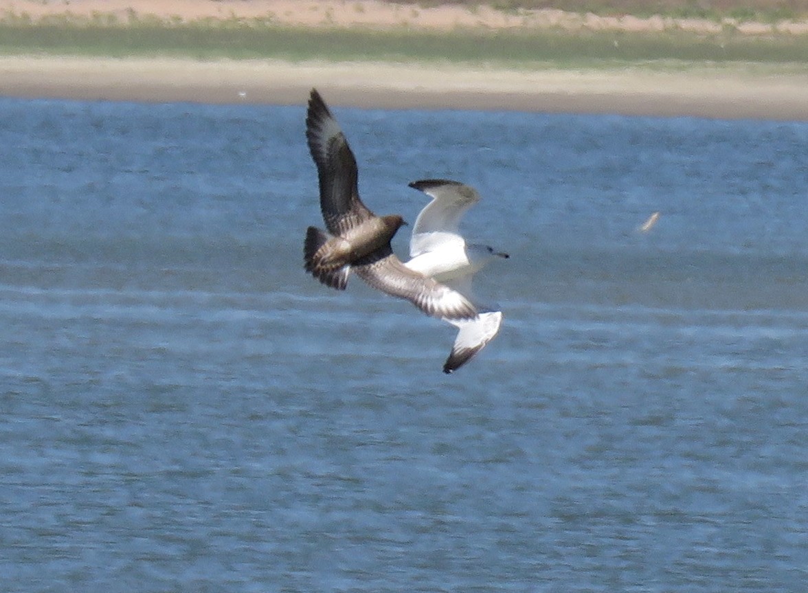 Parasitic Jaeger - ML485642461