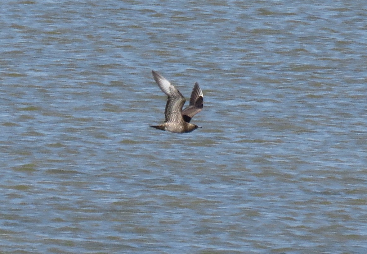 Parasitic Jaeger - ML485642471