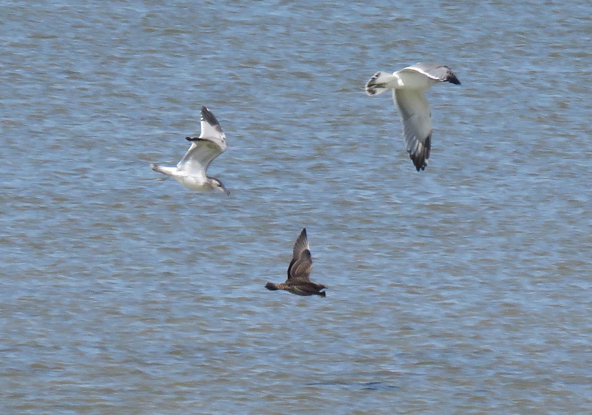 Parasitic Jaeger - ML485642481