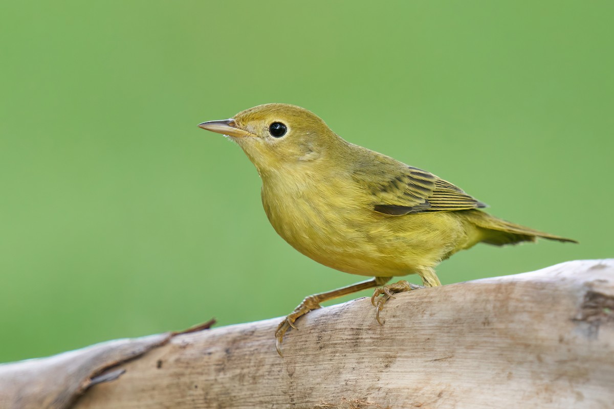 Yellow Warbler - ML485642711
