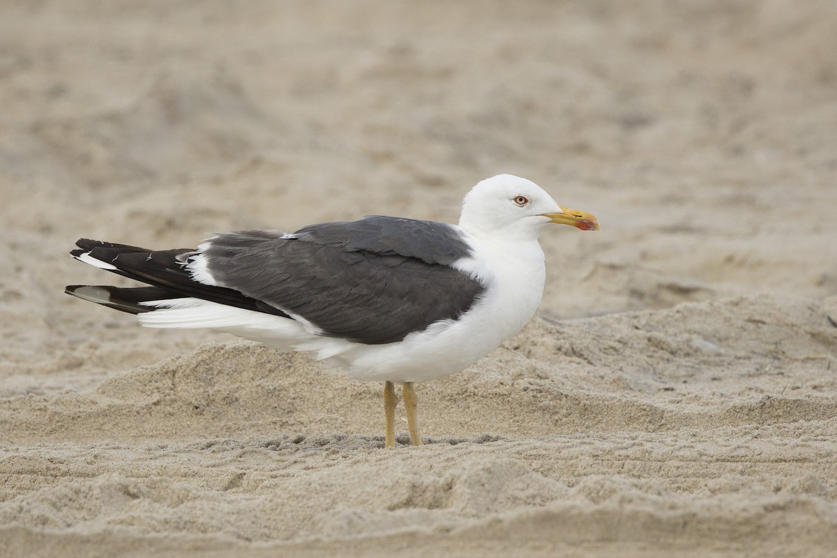 Lesser Black-backed Gull - ML485643021