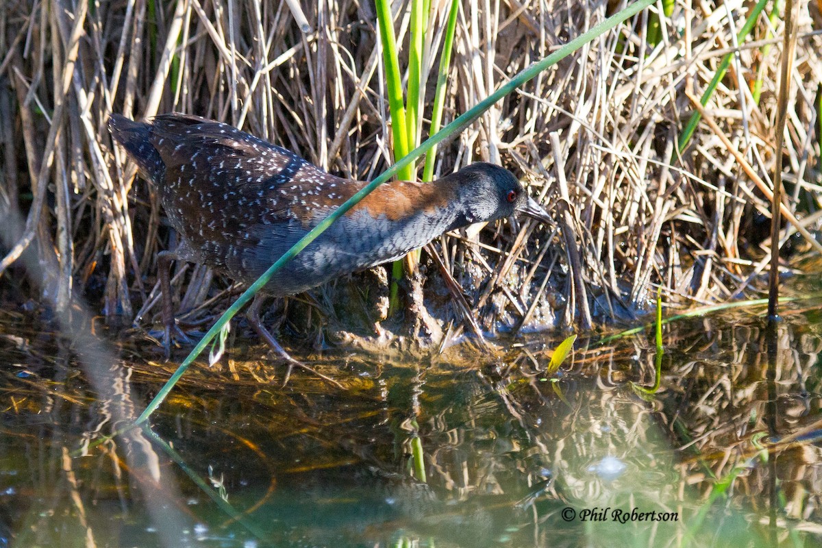 Black Rail - ML48564351