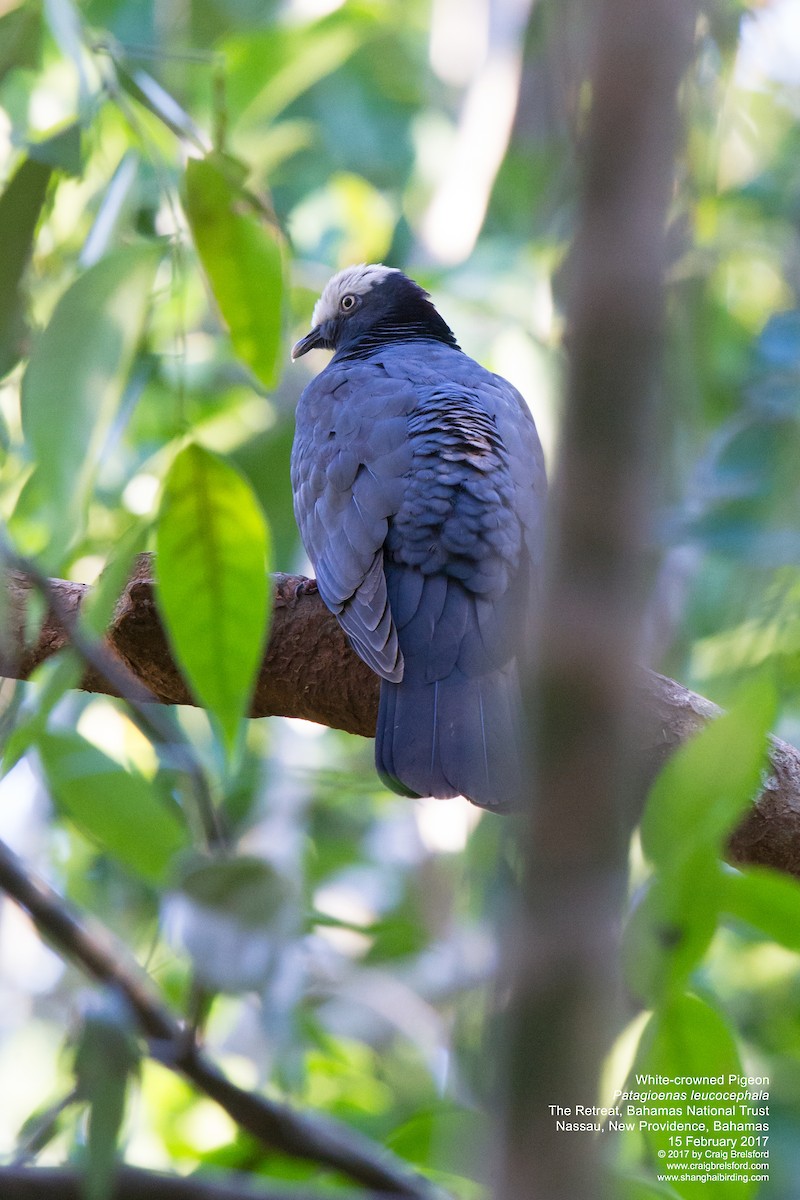 White-crowned Pigeon - ML48564411