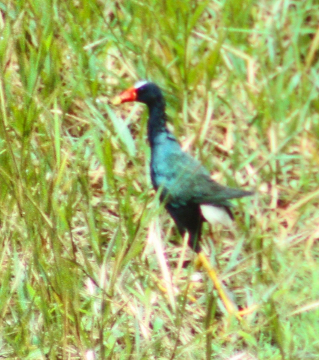 Purple Gallinule - Dave Czaplak