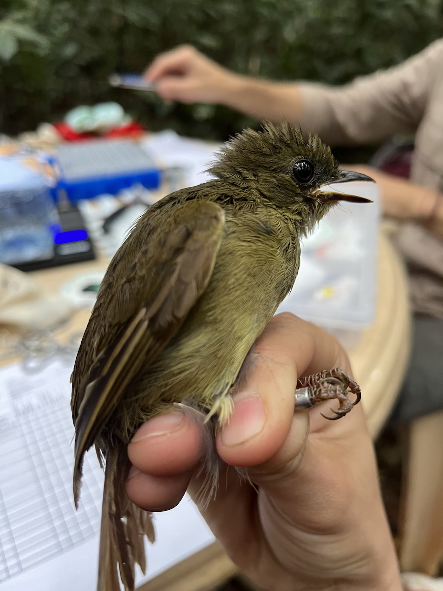 Little Greenbul - Nick Ramsey