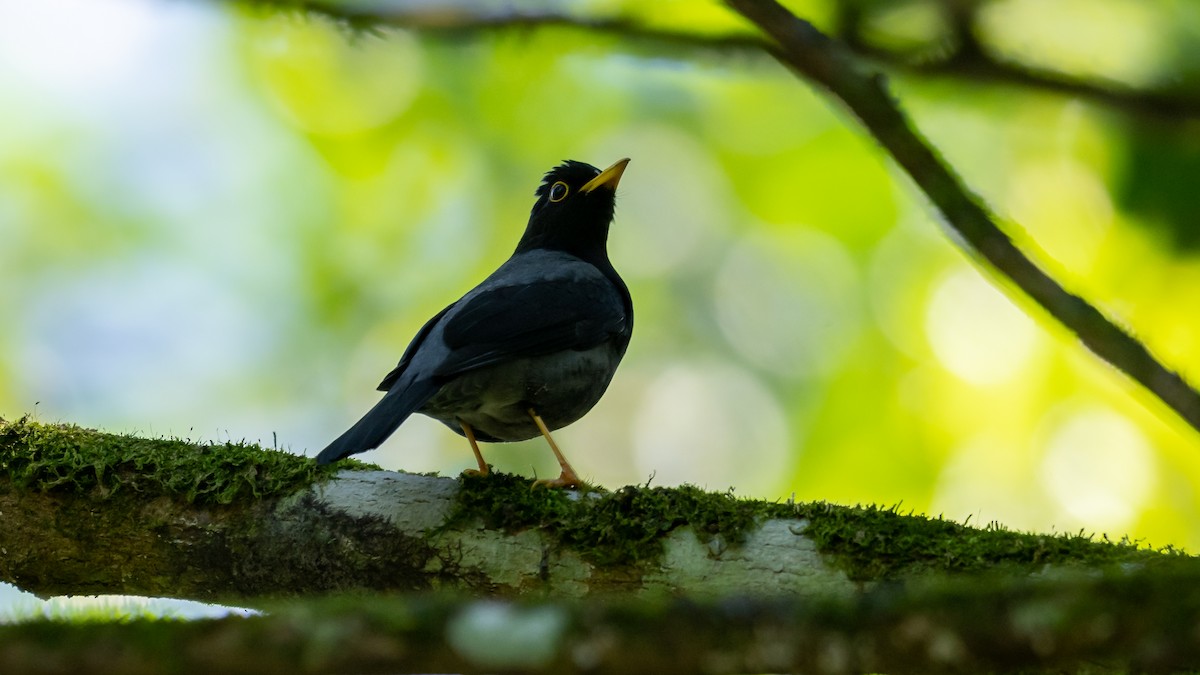 Yellow-legged Thrush - ML485646601