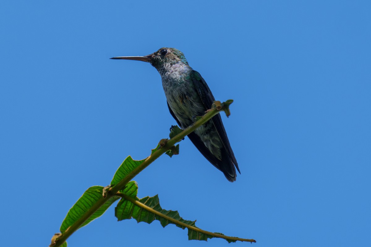 Blue-chested Hummingbird - ML485646831