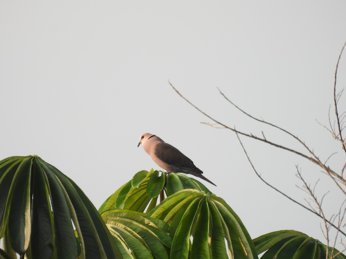 Red-eyed Dove - ML485647431