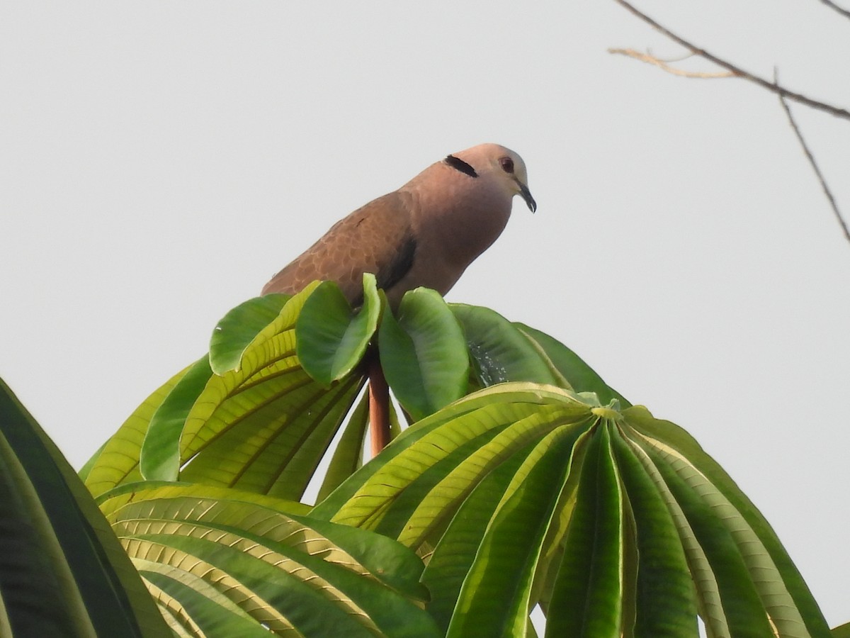 Red-eyed Dove - ML485647441