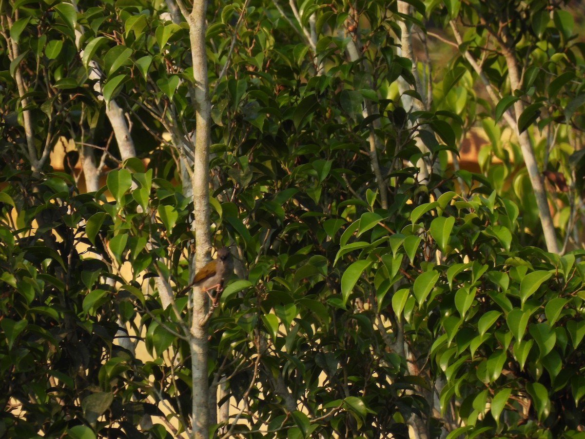 Green-backed Camaroptera (Gray-backed) - ML485647591