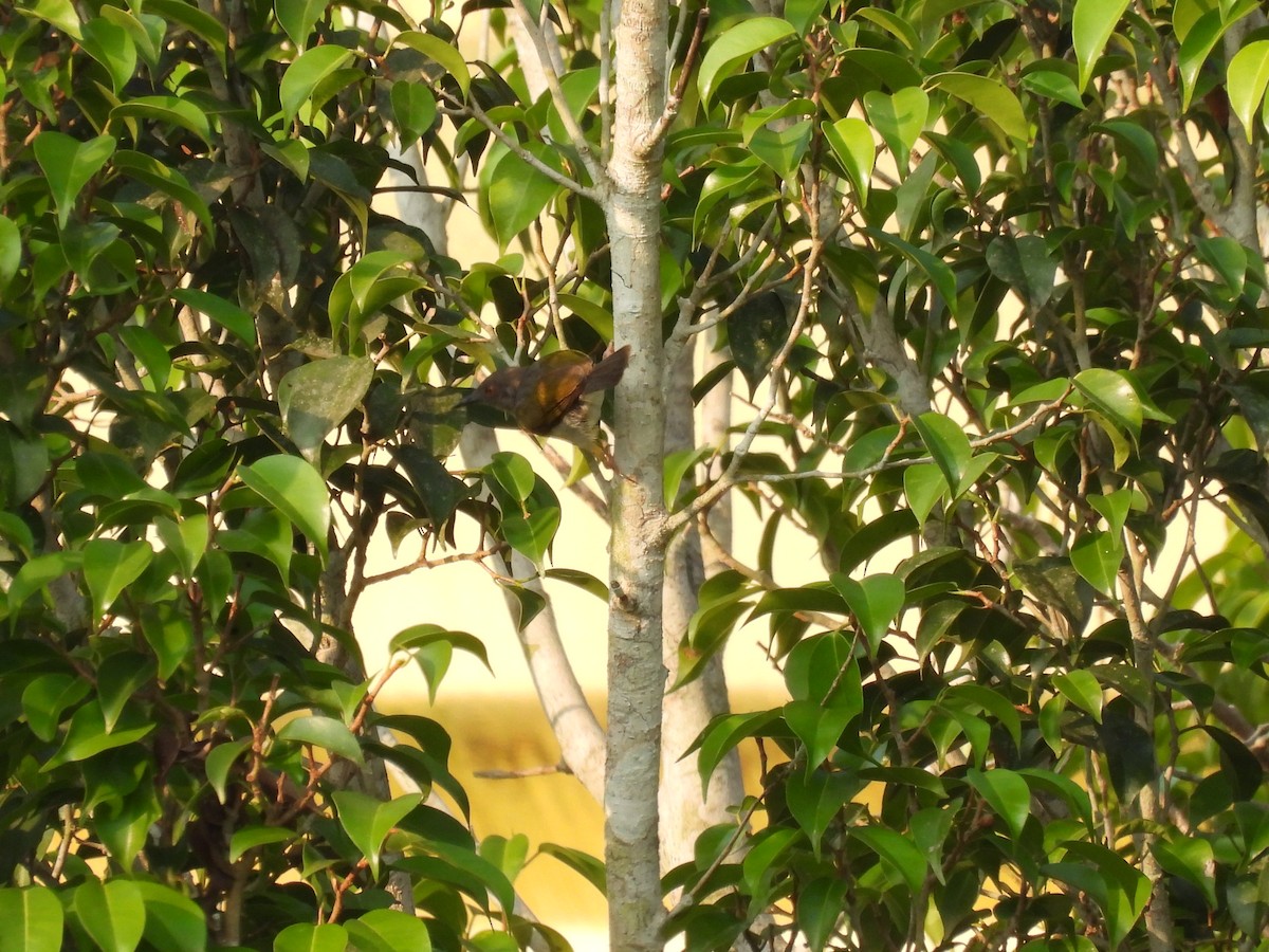 Green-backed Camaroptera (Gray-backed) - ML485647601