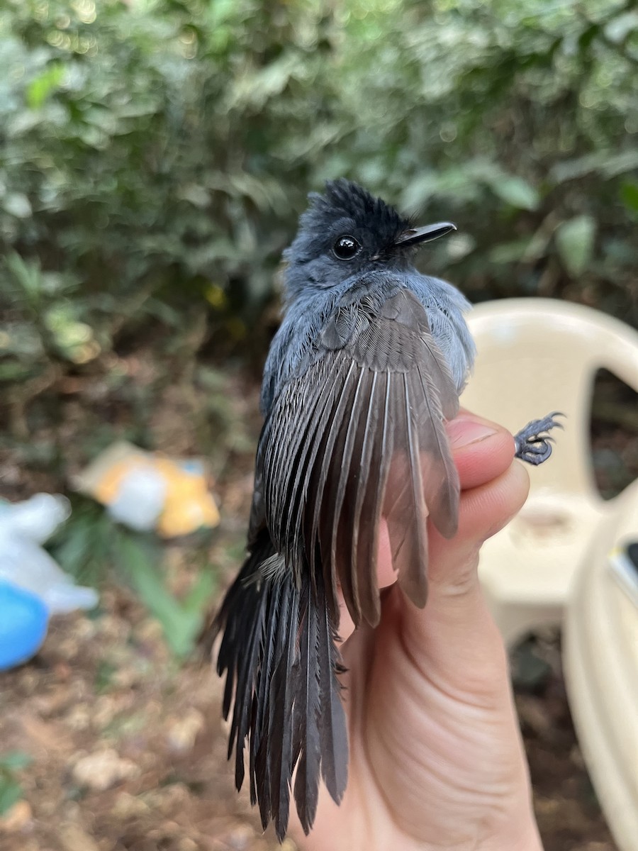 Dusky Crested Flycatcher - ML485647941