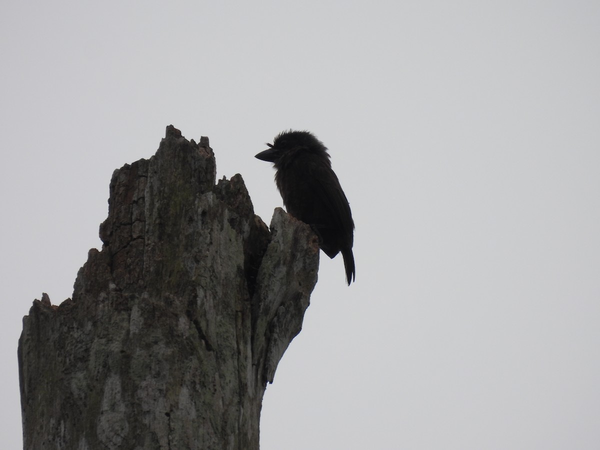 Gray-throated Barbet - ML485649231