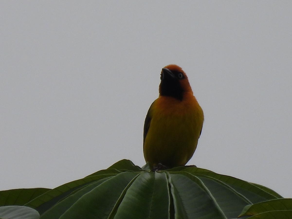 Tejedor Cuellinegro - ML485649381