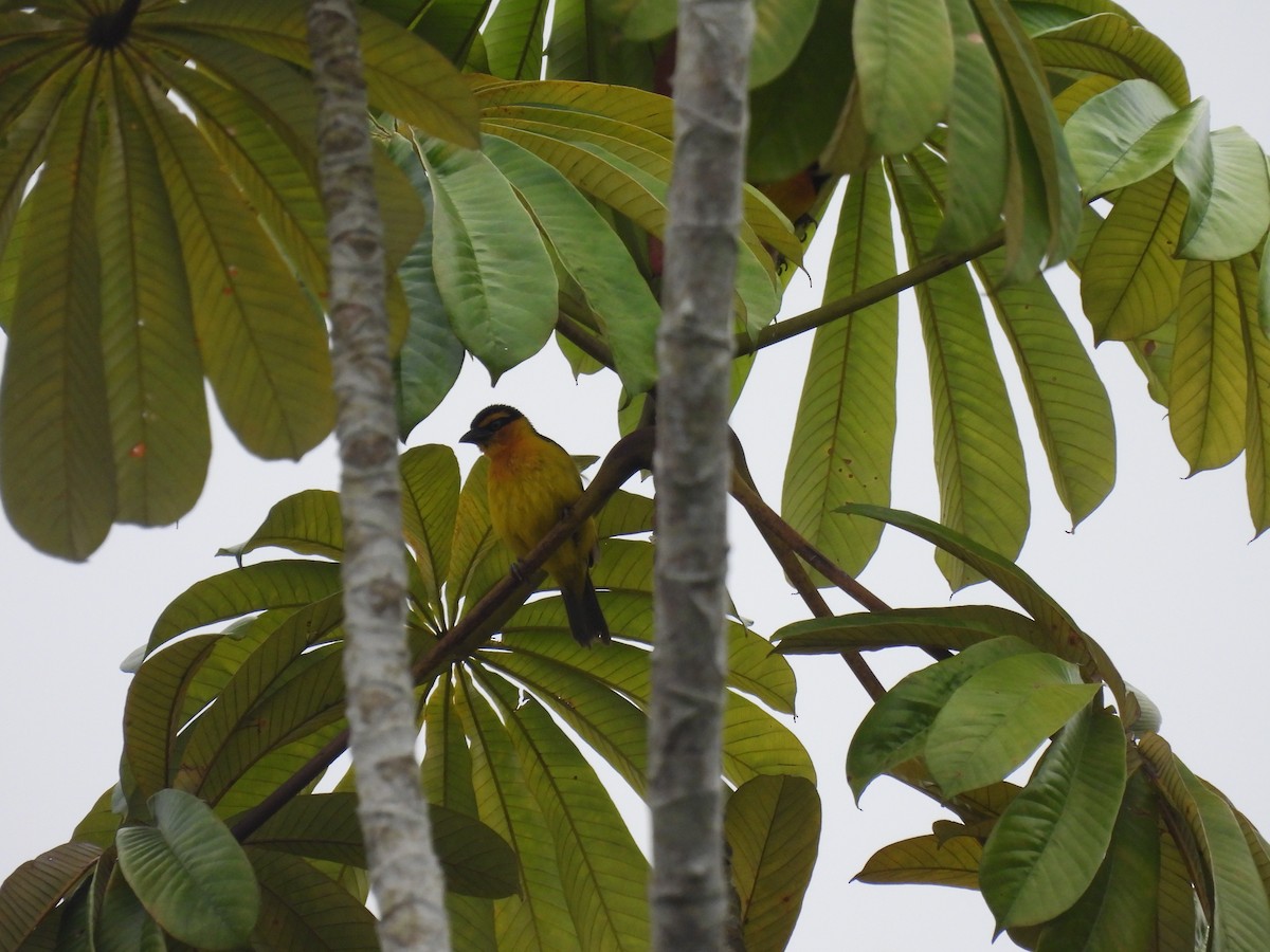 Tejedor Cuellinegro - ML485649391