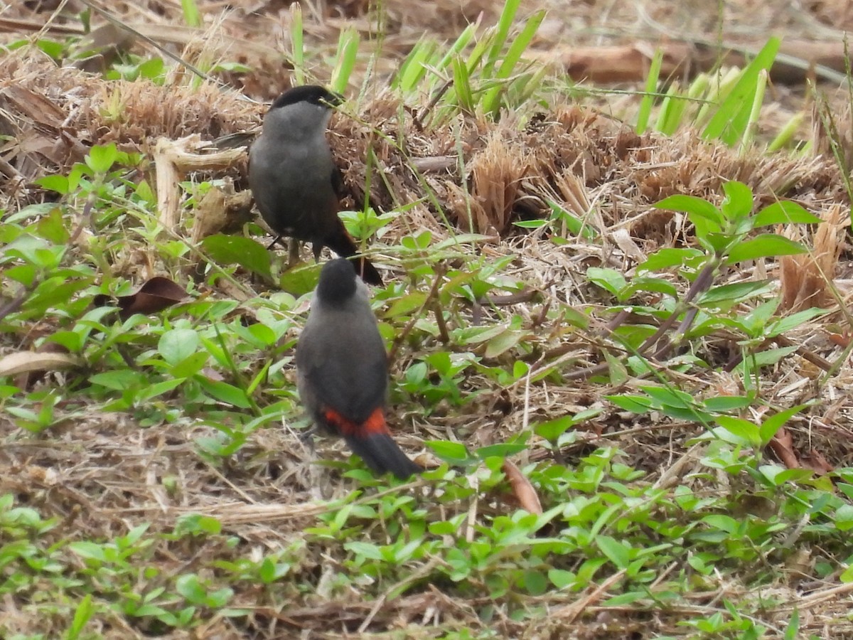 Black-headed Waxbill - ML485649451