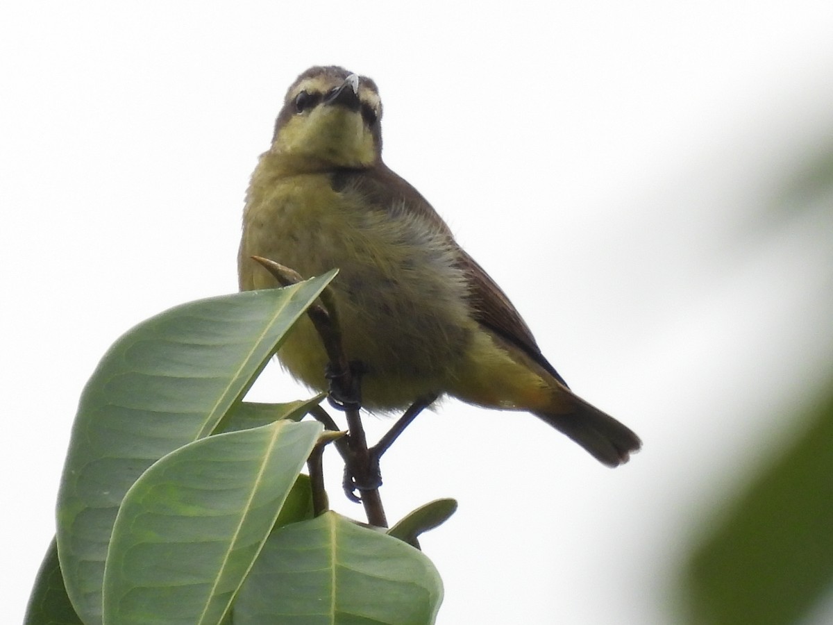 Superb Sunbird - ML485649471