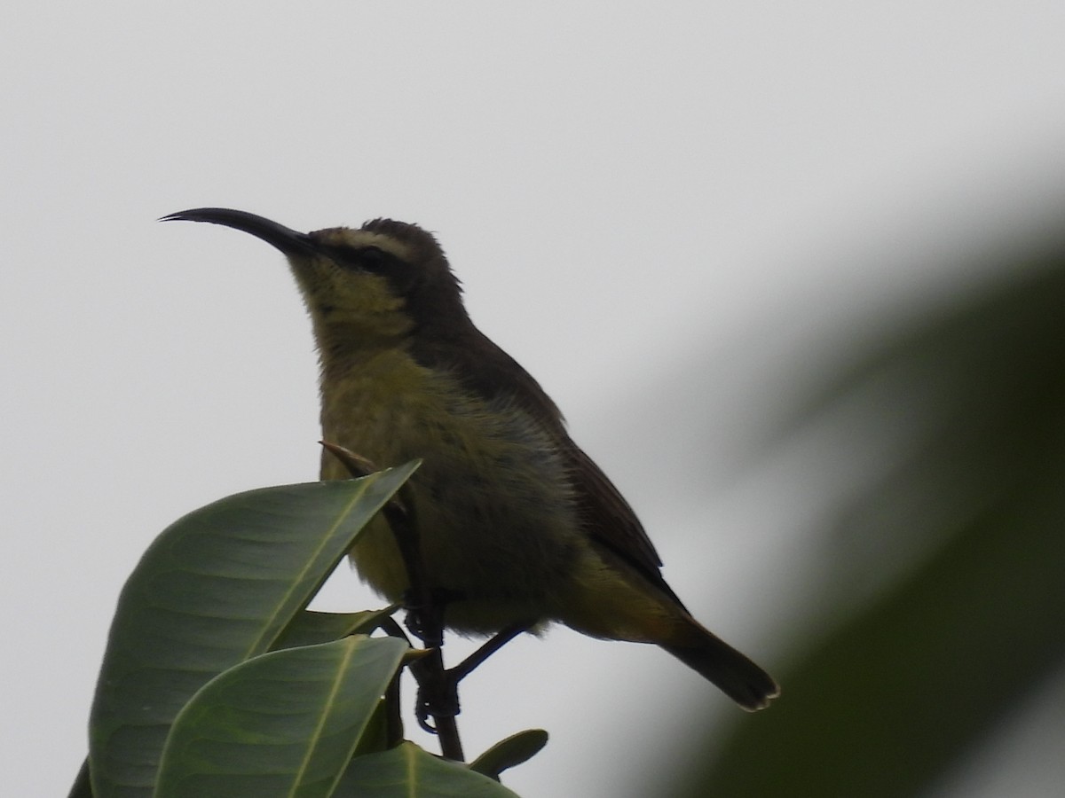 Superb Sunbird - ML485649481