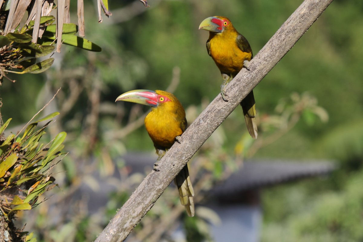 Saffron Toucanet - ML485650121