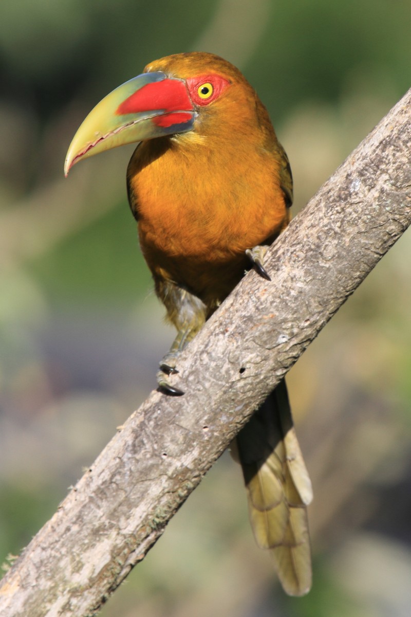 Saffron Toucanet - ML485650131