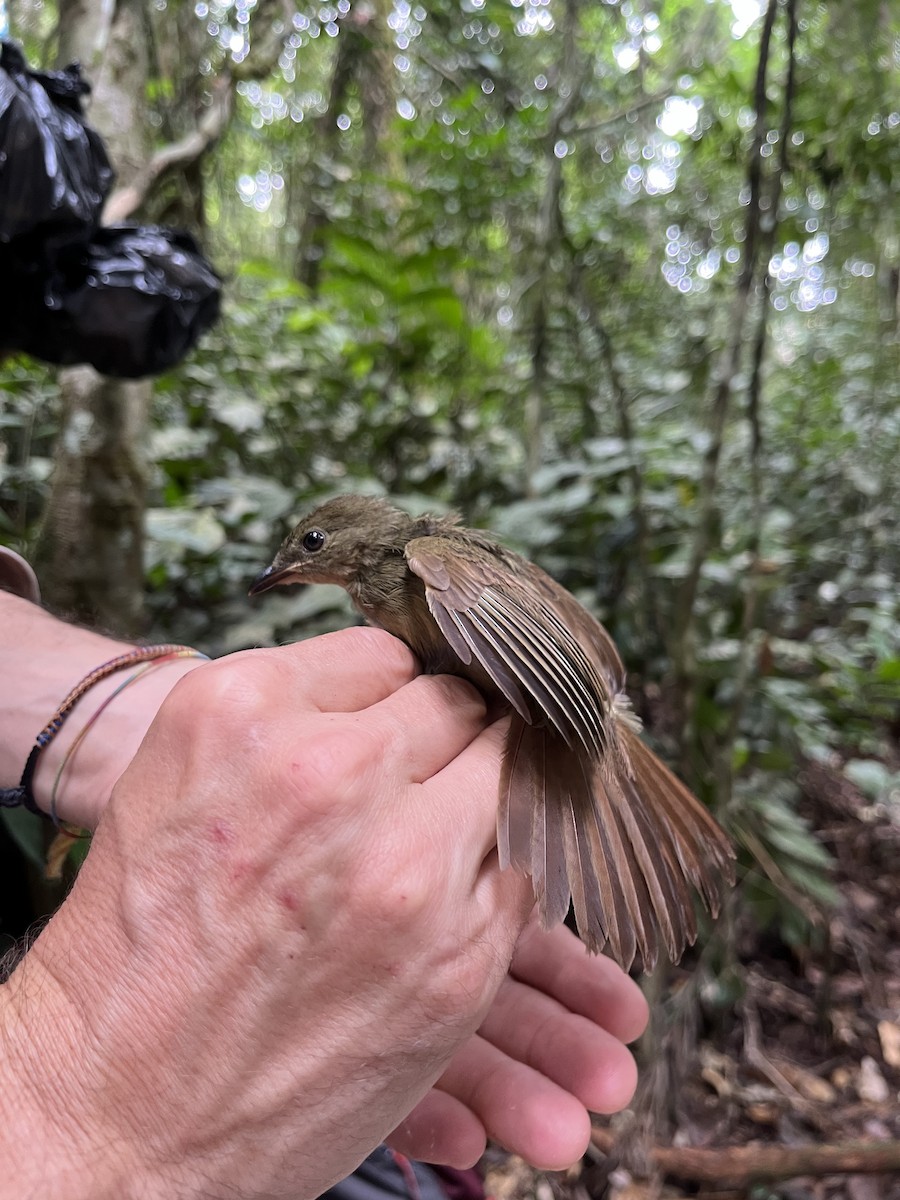 Little Greenbul - ML485650161