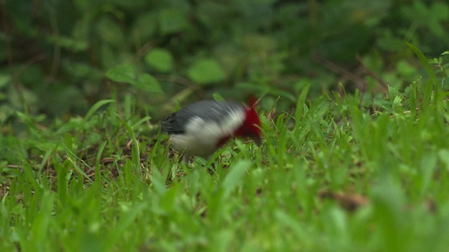 紅冠唐納雀 - ML485651