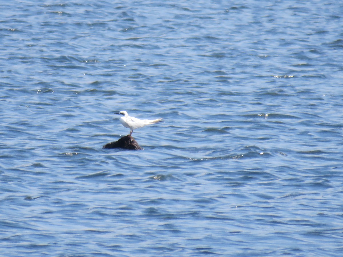 Forster's Tern - ML485651221