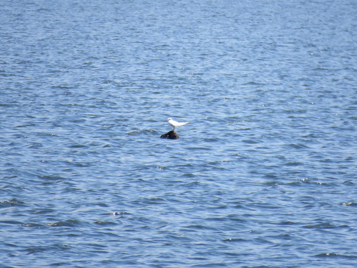 Forster's Tern - ML485651231