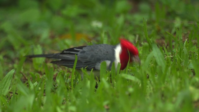 コウカンチョウ - ML485652