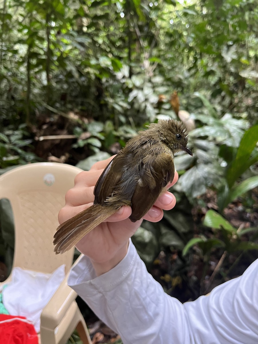 Little Greenbul - Nick Ramsey