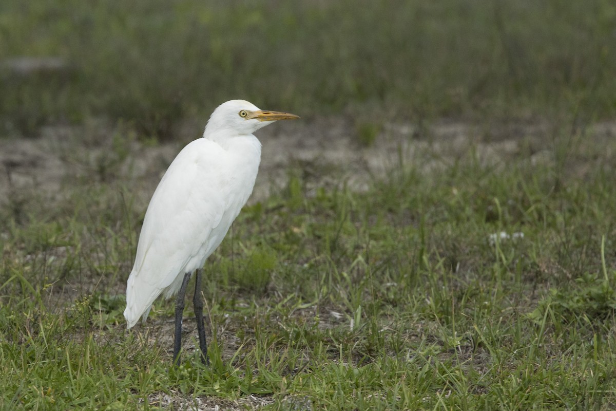 Western Cattle Egret - ML485653081