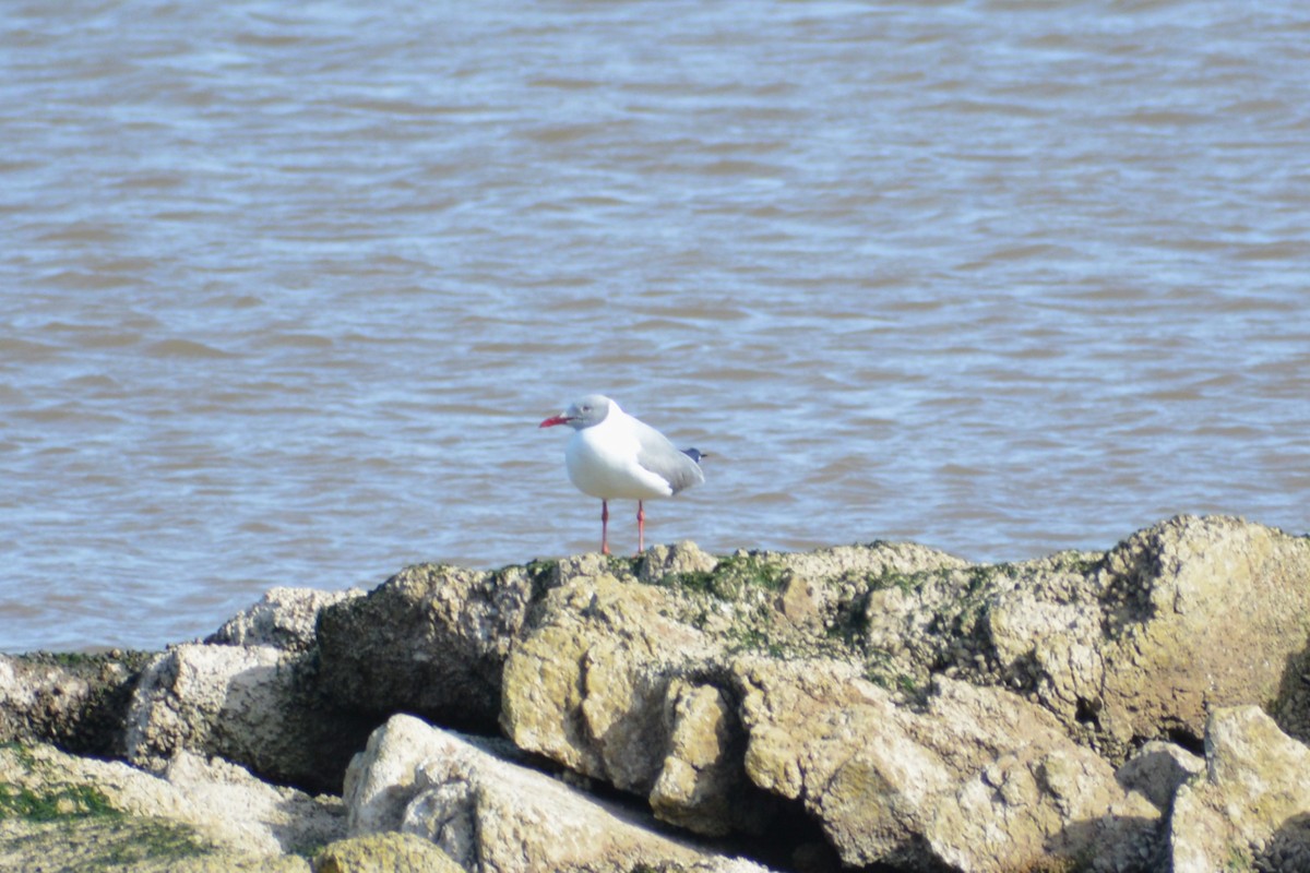 Gray-hooded Gull - ML485653911