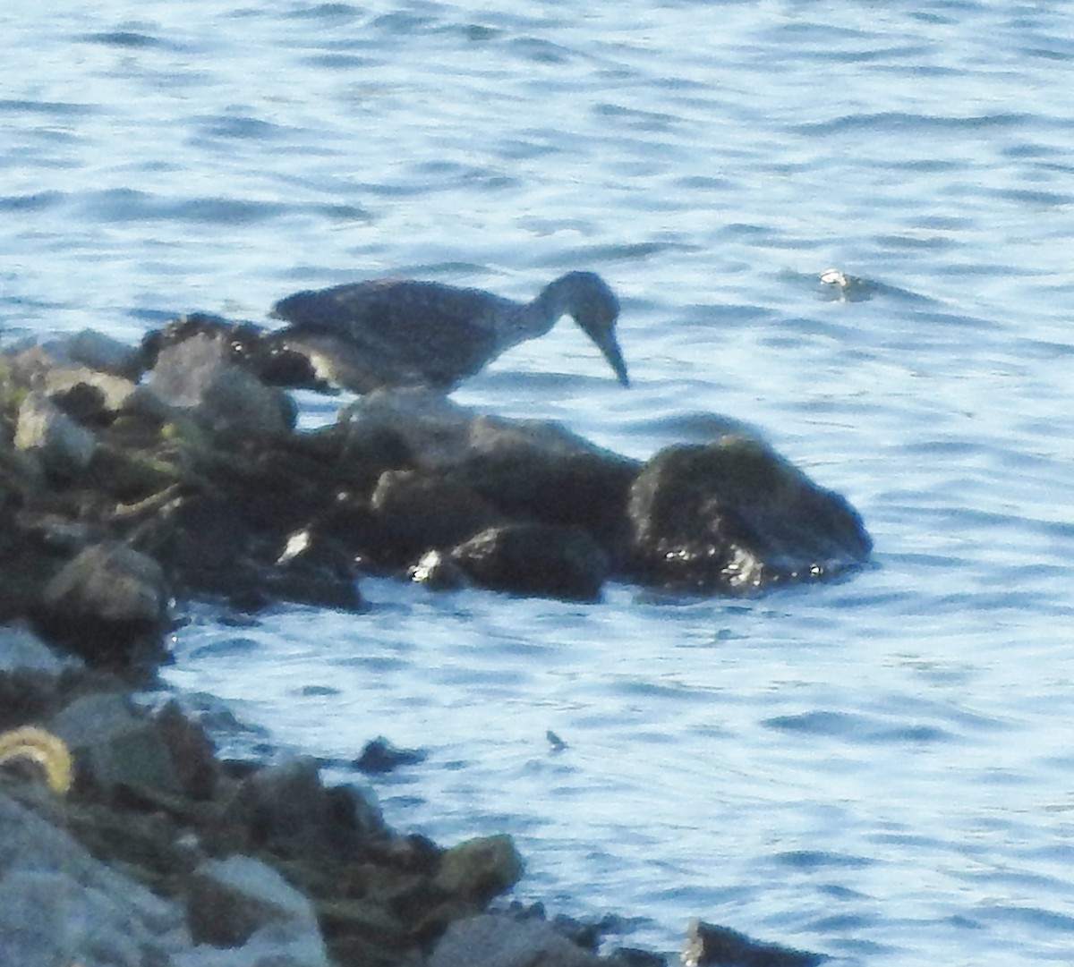 Yellow-crowned Night Heron - ML485654371